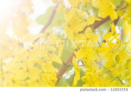 Golden shower or Cassia fistula flower Golden shower or Cassia fistula flower 12003359
