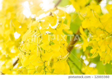 Golden shower or Cassia fistula flower Golden shower or Cassia fistula flower 12003360