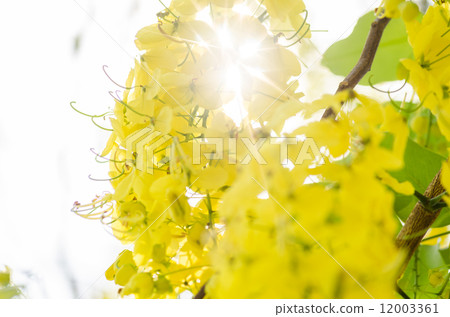 Golden shower or Cassia fistula flower 12003361