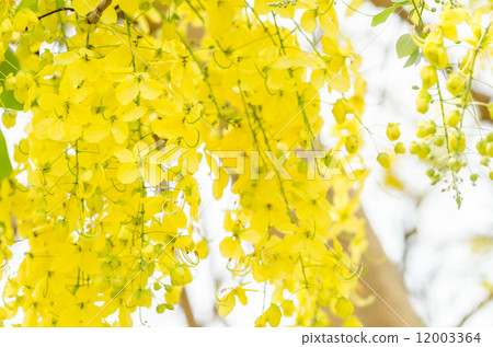 Golden shower or Cassia fistula flower 12003364