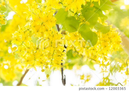 Golden shower or Cassia fistula flower 12003365