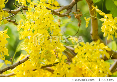 Golden shower or Cassia fistula flower 12003369