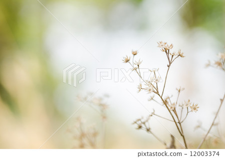 Flower plant 12003374