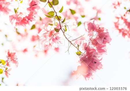 Paper flowers or Bougainvillea Paper flowers or Bougainvillea 12003376