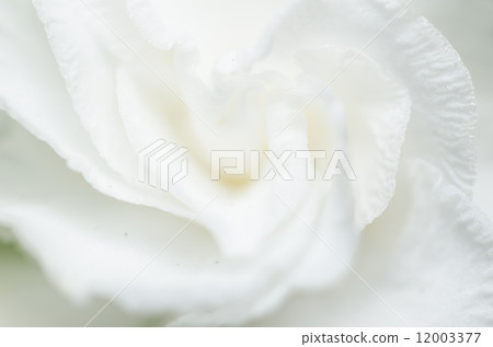 White flower White flower 12003377
