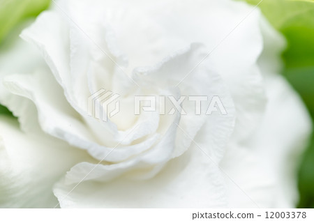 White flower White flower 12003378