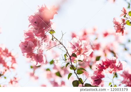 Paper flowers or Bougainvillea Paper flowers or Bougainvillea 12003379