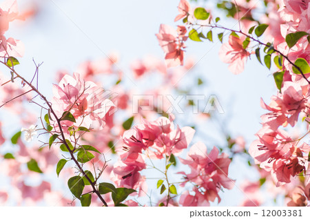 Paper flowers or Bougainvillea Paper flowers or Bougainvillea 12003381