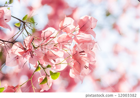 Paper flowers or Bougainvillea Paper flowers or Bougainvillea 12003382