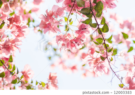 Paper flowers or Bougainvillea Paper flowers or Bougainvillea 12003383