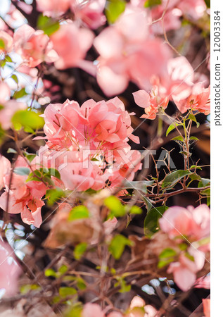 Paper flowers or Bougainvillea Paper flowers or Bougainvillea 12003384