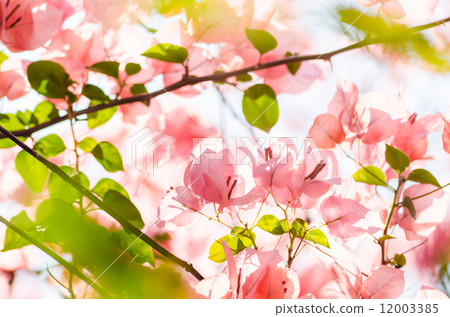 Paper flowers or Bougainvillea 12003385