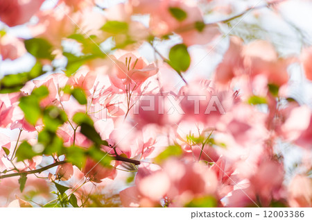 Paper flowers or Bougainvillea Paper flowers or Bougainvillea 12003386