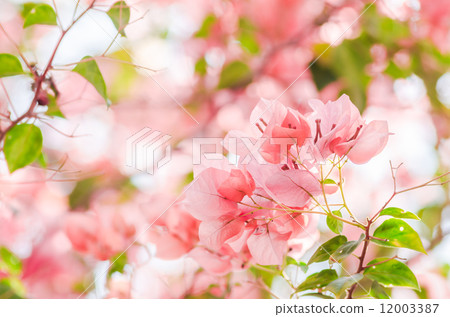 Paper flowers or Bougainvillea Paper flowers or Bougainvillea 12003387