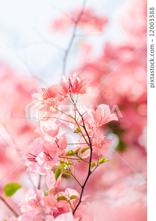 Paper flowers or Bougainvillea Paper flowers or Bougainvillea 12003388