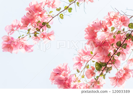 Paper flowers or Bougainvillea Paper flowers or Bougainvillea 12003389