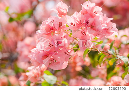Paper flowers or Bougainvillea Paper flowers or Bougainvillea 12003390