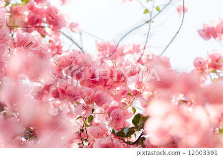 Paper flowers or Bougainvillea Paper flowers or Bougainvillea 12003391
