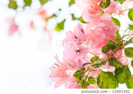 Paper flowers or Bougainvillea 12003392