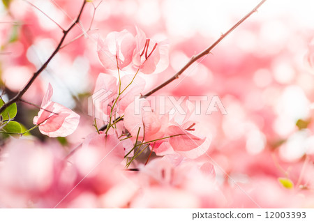 Paper flowers or Bougainvillea Paper flowers or Bougainvillea 12003393