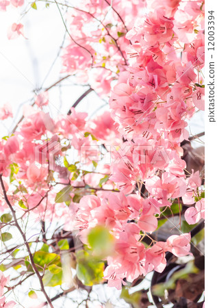 Paper flowers or Bougainvillea Paper flowers or Bougainvillea 12003394