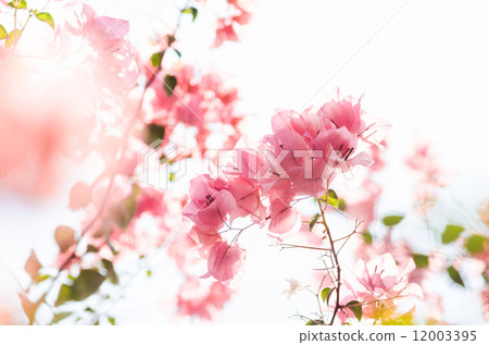 Paper flowers or Bougainvillea Paper flowers or Bougainvillea 12003395