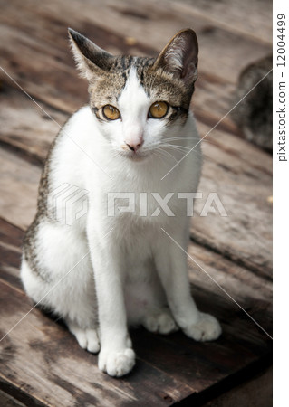portrait stray cat watching camera on wood floor portrait stray cat watching camera on wood floor 12004499