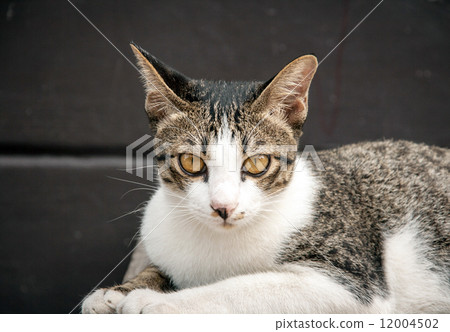 close up looking face of stray cat in portrait 12004502