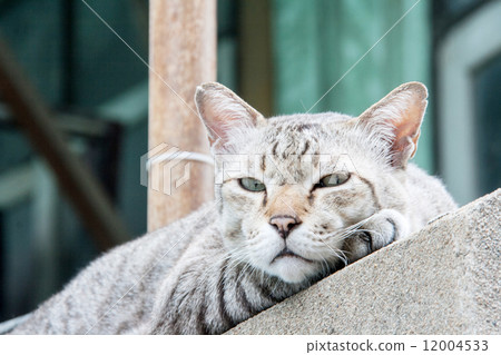 stray cat on the cement wall stray cat on the cement wall 12004533