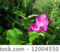 Hamanasu在秋天 12004550