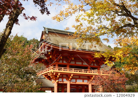 Autumn leaves of Kamigamo shrine 12004929