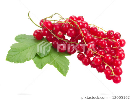 fresh red currant 12005162