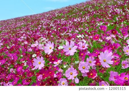 生駒高原的宇宙 12005315