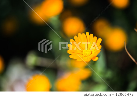 Flower 5 12005472