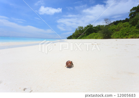 Hermit crab 12005683