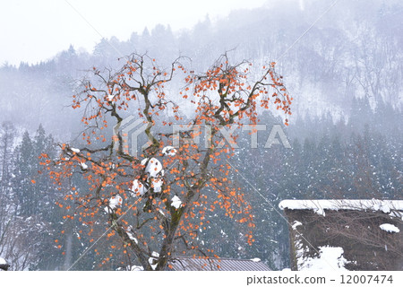 剩下的柿子 12007474