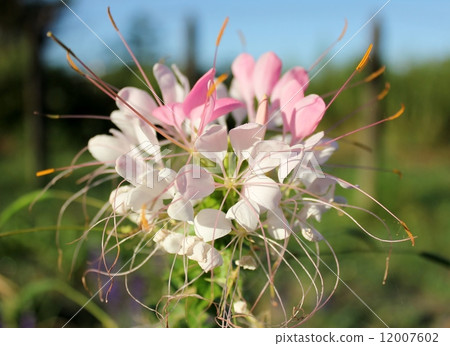 白色和淡粉色奶油 12007602