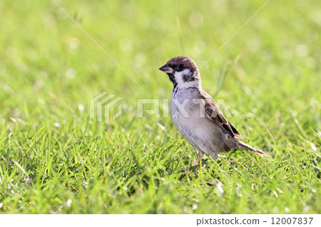 Lawn sparrow 12007837