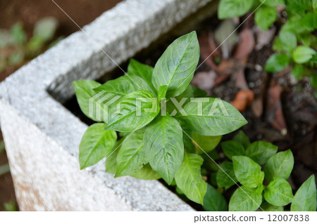 Tadeai Tadeai 12007838