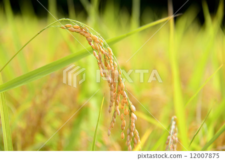 越光的稻穗 越光的稻穗 12007875