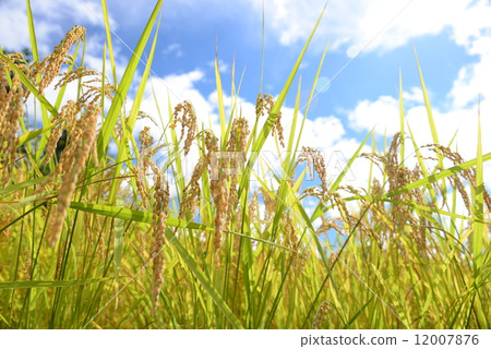 藍天和彩虹 12007876