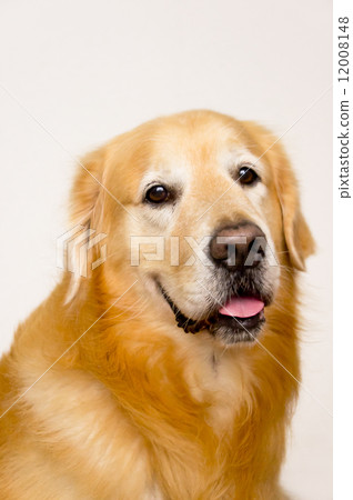 Golden Retriever 12008148