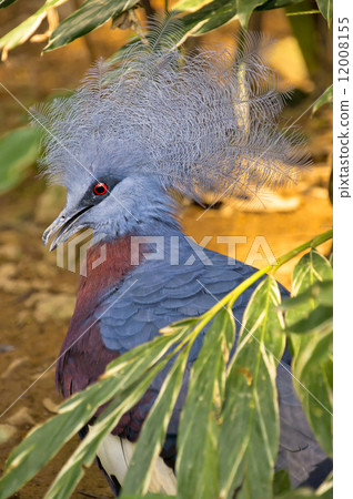 Crowned Pigeon 12008155