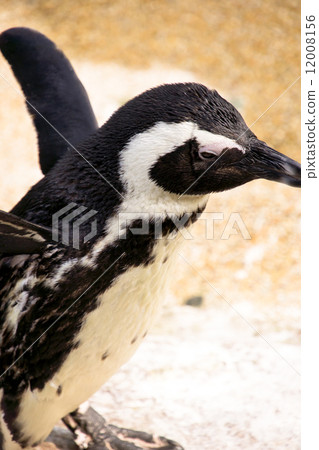 penguin 12008156