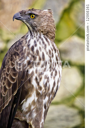 Changeable hawk eagle 12008161