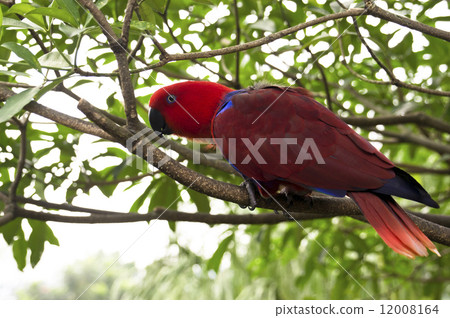 colorful Lory- parrot 12008164