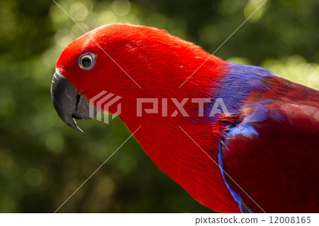 colorful Lory- parrot 12008165