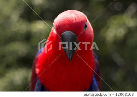 colorful Lory- parrot 12008168