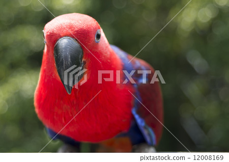 colorful Lory- parrot 12008169