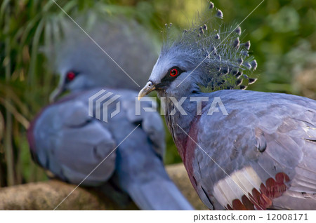 Crowned Pigeon Crowned Pigeon 12008171